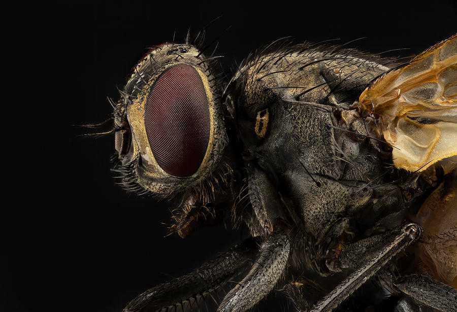 Nature Photograph - Musca Domestica (housefly) by Manuel Bratti