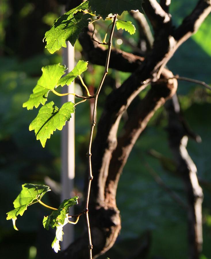 Muscadine Grape Vine Photograph by Philip And Robbie Bracco