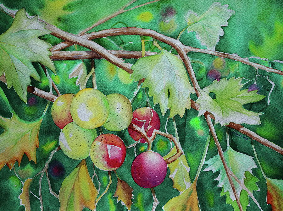 Grape Painting - Muscadine by Jelly Starnes
