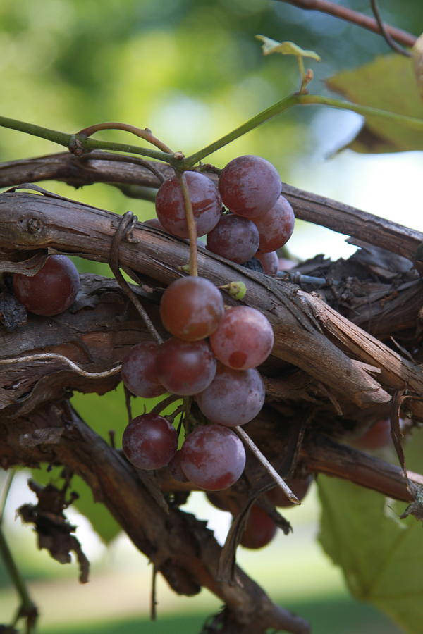 Muscadines On The Vine 2017r Photograph by Cathy Lindsey