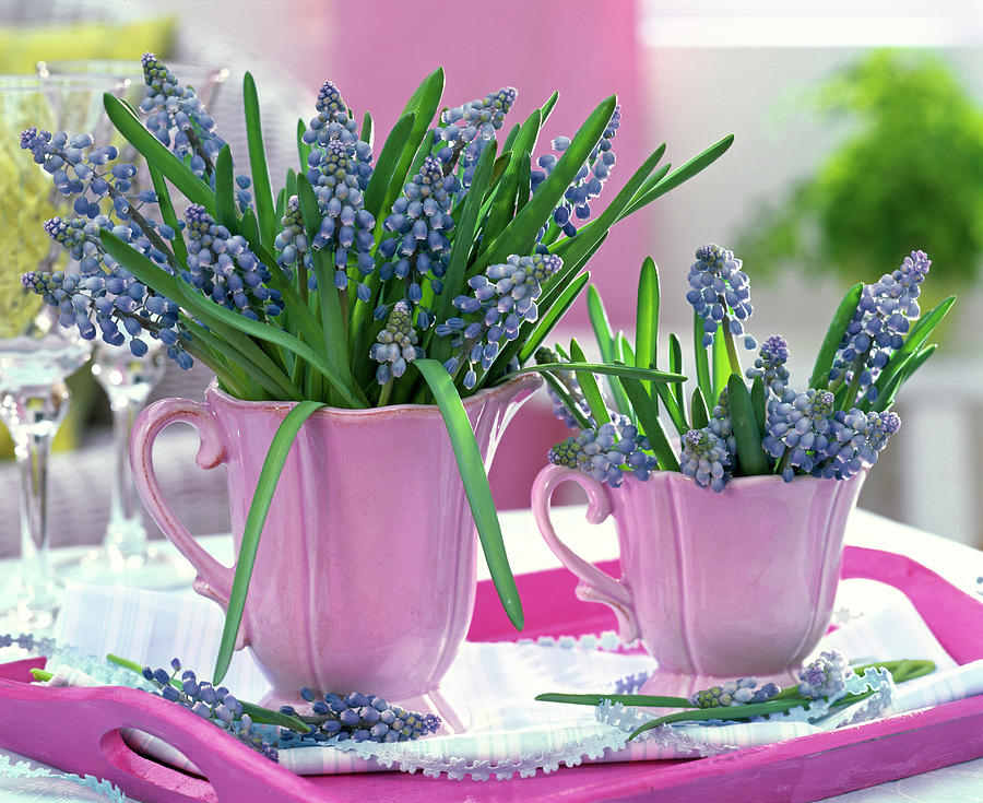Muscari grape Hyacinth Bouquet In Pink Cups Photograph by Friedrich Strauss