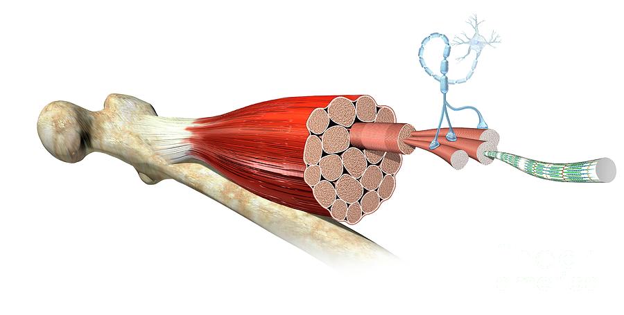 Muscle Fibre Anatomy Photograph by Henning Dalhoff/science Photo Library