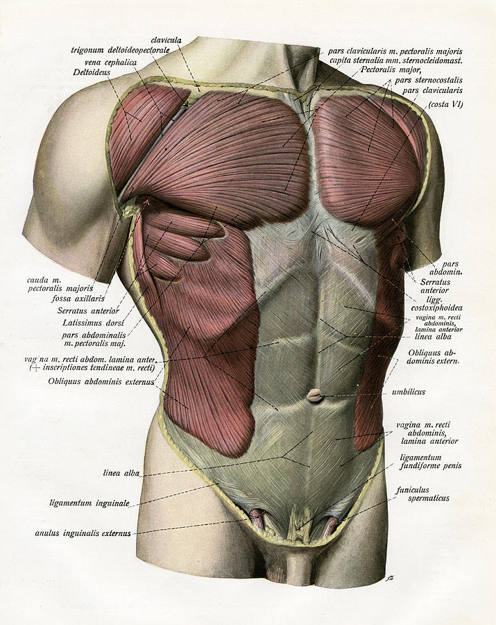Muscles And Ligaments Of Torso by Graphicaartis