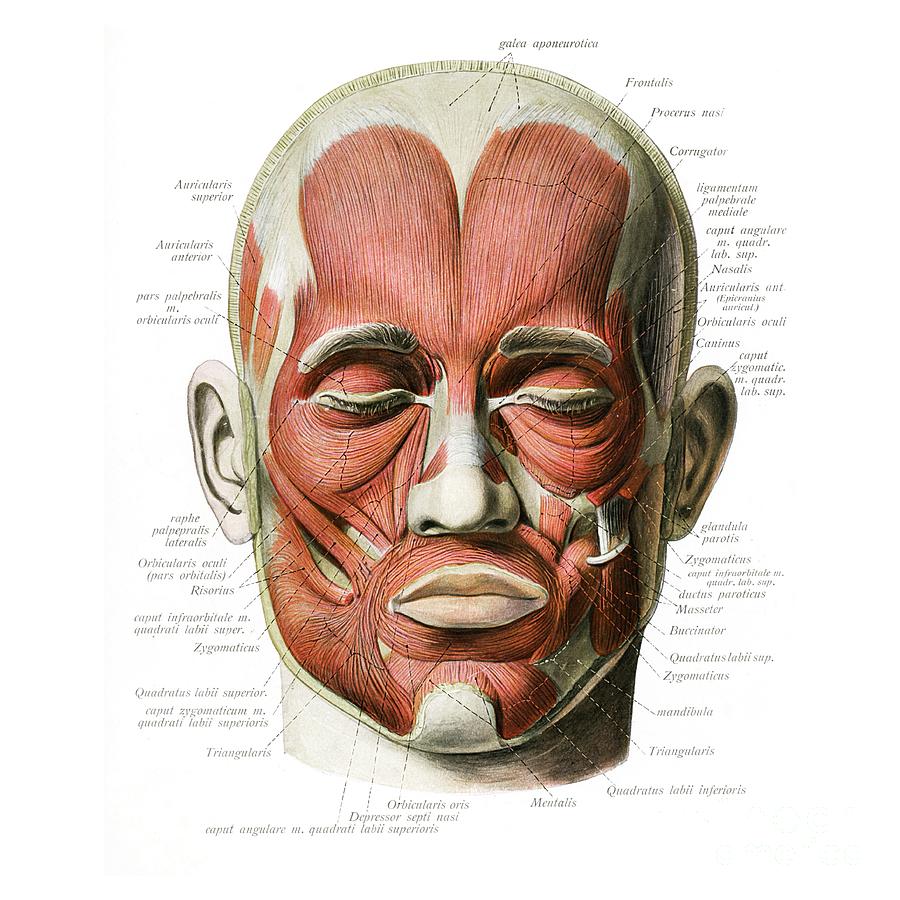 Muscles Of Facial Expression Photograph By Microscape Science Photo