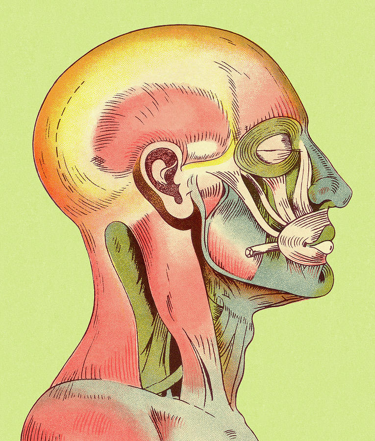 Vintage Drawing - Muscles of Head and Upper Body by CSA Images