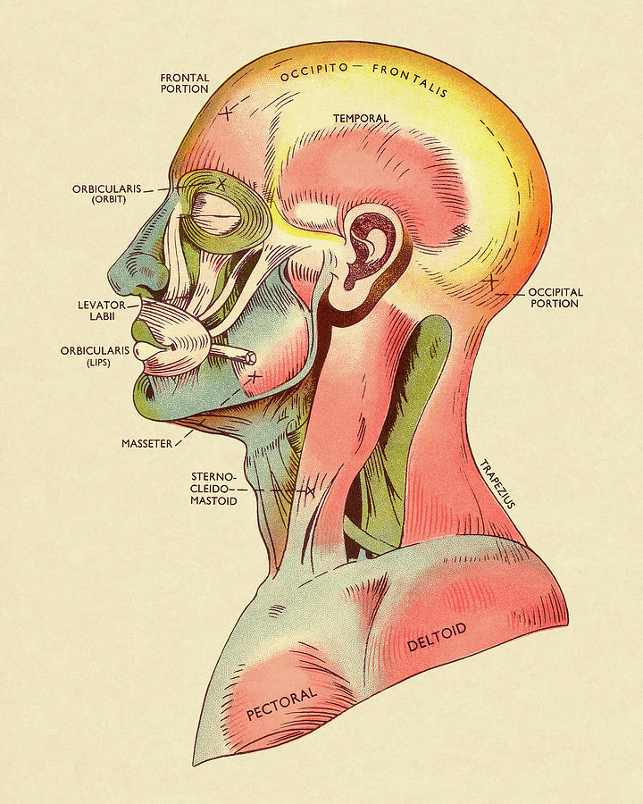 Vintage Drawing - Muscles of The Head and Upper Body by CSA Images