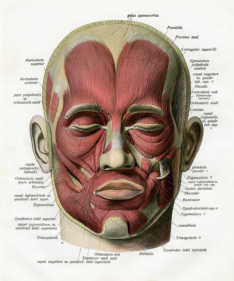Muscles Of The Human Face Photograph by Graphicaartis