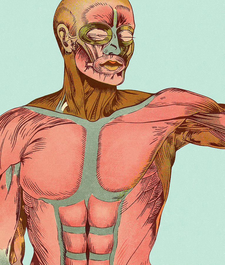 Vintage Drawing - Muscles of the Upper Body by CSA Images
