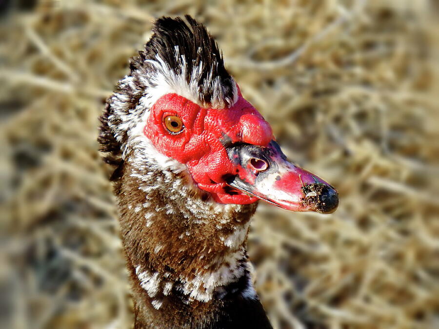 Duck Photograph - Muscovy Duck Close-up by Lyuba Filatova