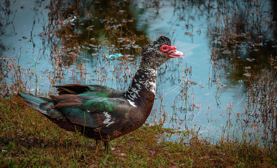 Muscovy Duck Photograph by Debra Kewley