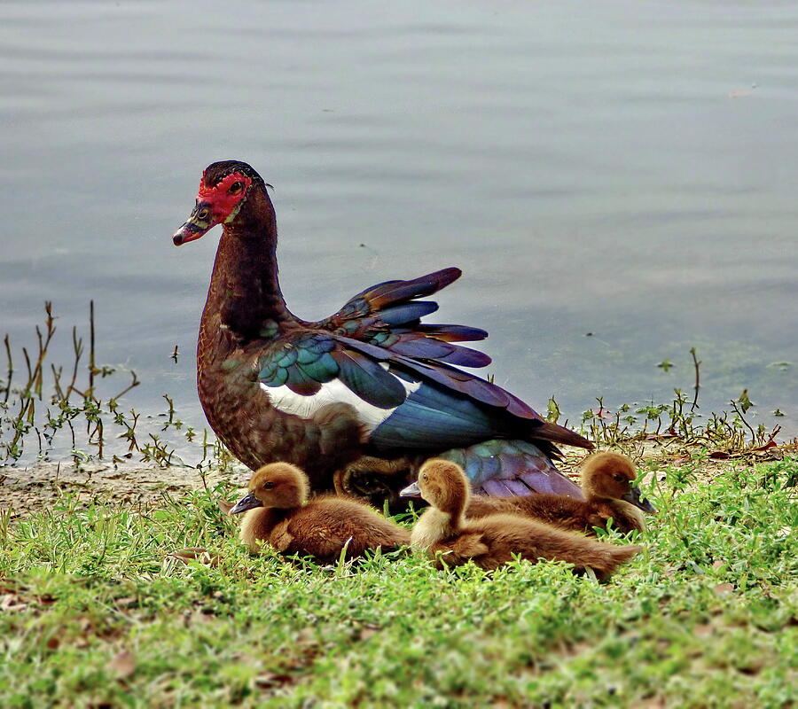 Muscovy Duck Family Photograph by Lyuba Filatova