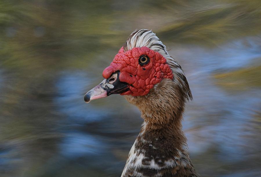Muscovy Duck Photograph by Fraida Gutovich
