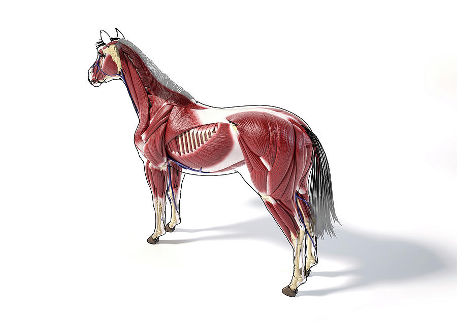 Muscular Anatomy Of A Horse Photograph by Leonello Calvetti | Fine Art ...