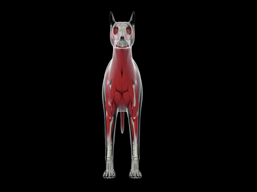 Muscular System Of A Dog, Front View Photograph by Stocktrek Images
