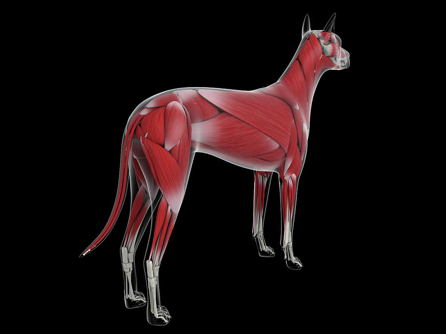 Muscular System Of A Dog, Rear View Photograph by Stocktrek Images