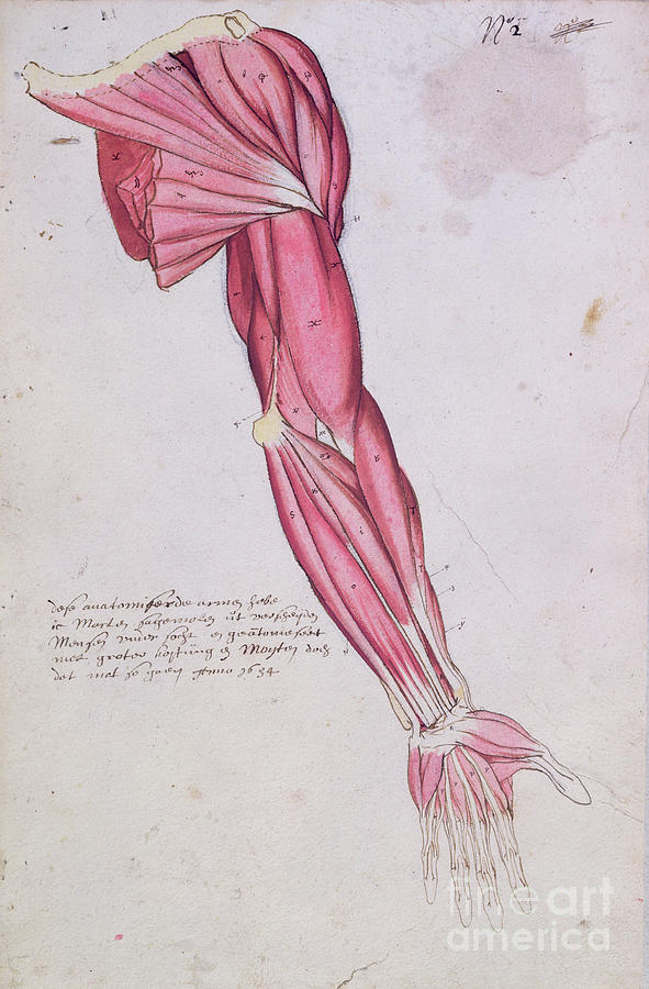 Musculature Of The Arm And Shoulder, 1634 Painting by French School
