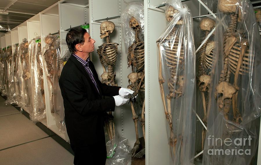Museum Curator And Human Skeletons Photograph by Pascal Goetgheluck/science Photo Library