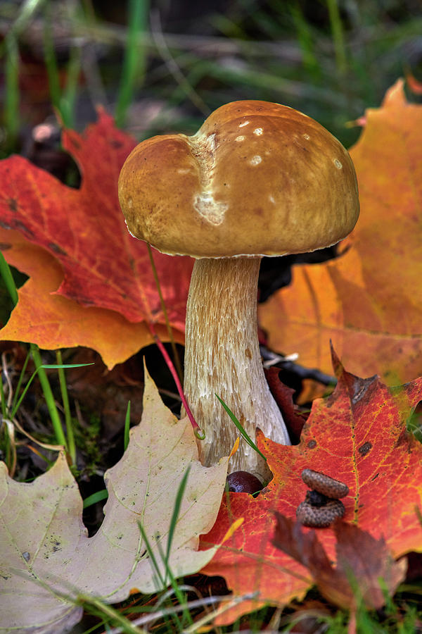 Mushroom and Leaves Photograph by Paul Freidlund