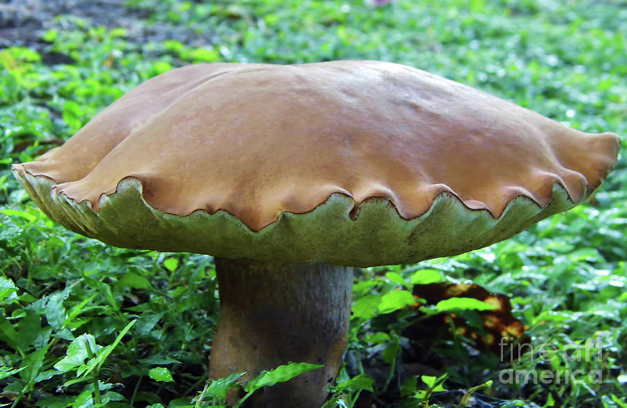 Mushroom Beauty Photograph by D Hackett