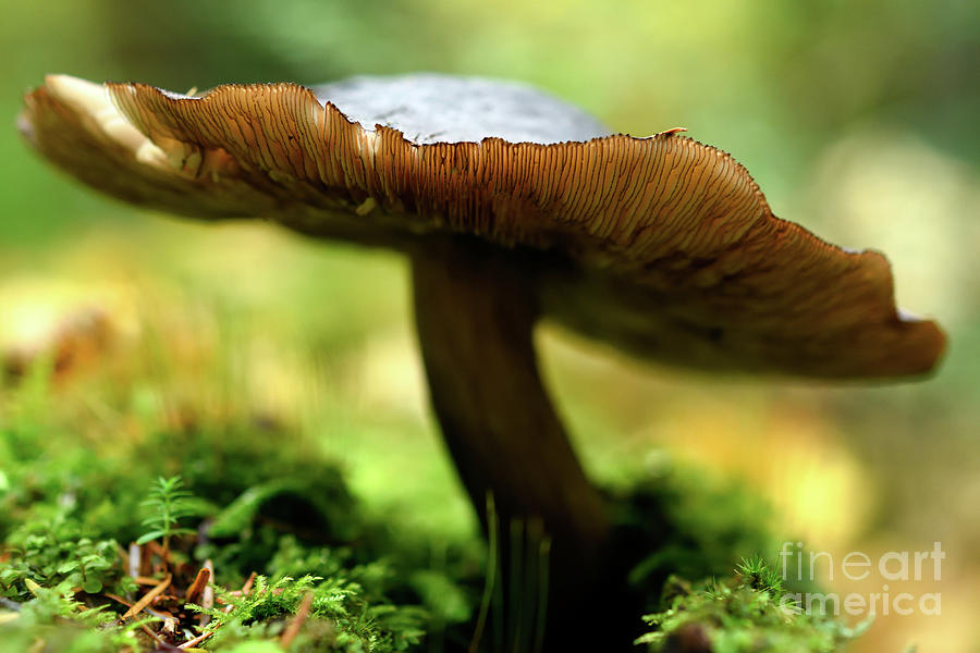 Mushroom Beauty Photograph by Terry Elniski - Pixels