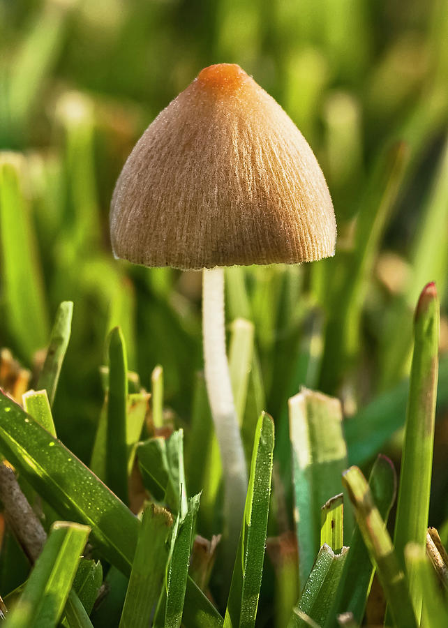 Mushroom Cap Photograph by C. Fredrickson Photography