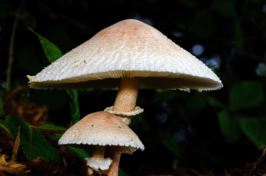 Mushroom - Chlorophyllum molybdites Photograph by Greg Reed