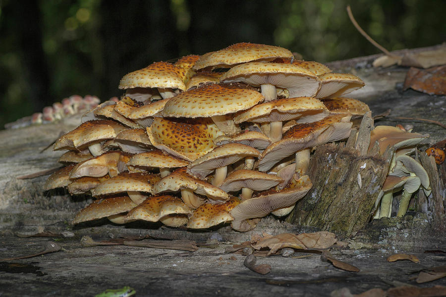 Mushroom City Photograph by James Farrell - Fine Art America