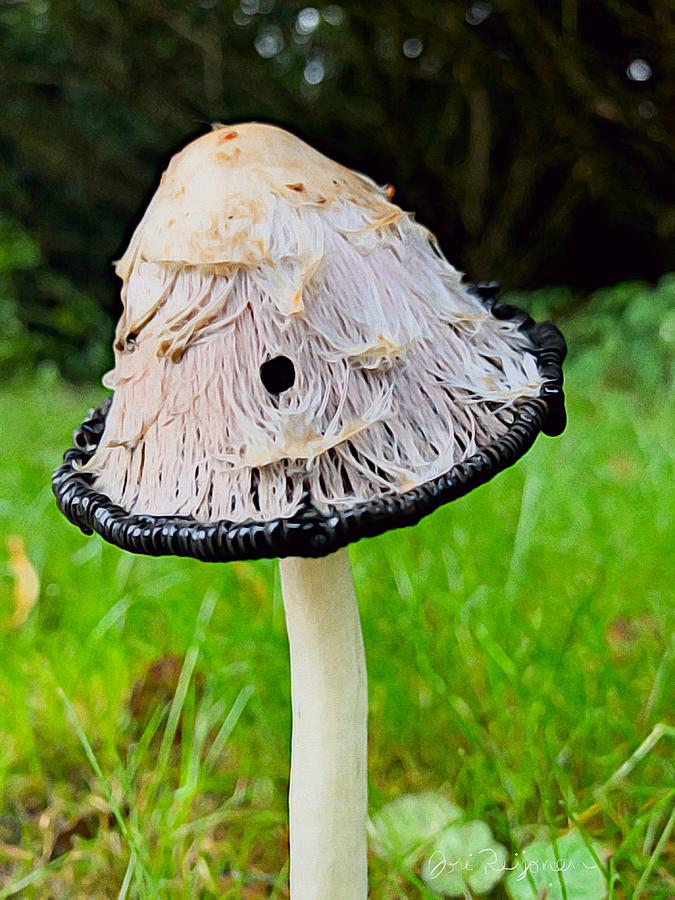 Mushroom Closeup  Photograph by Jori Reijonen