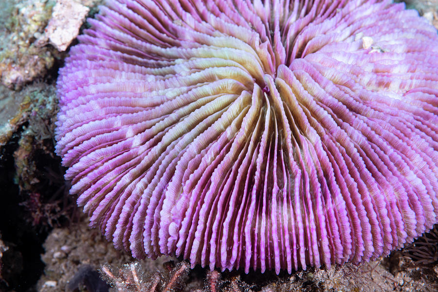 Mushroom Coral Photograph by Andrew Martinez