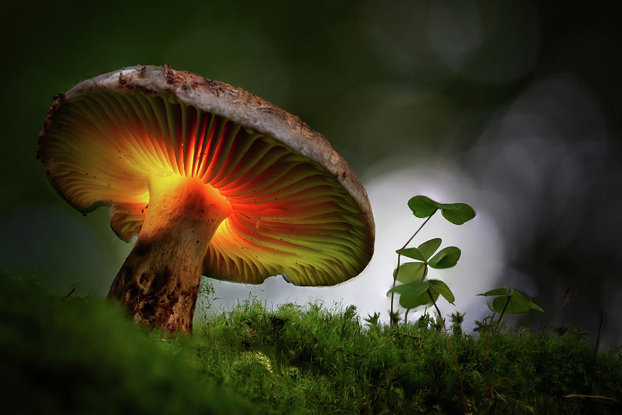 Mushroom fairy tale fantasy Photograph by Dirk Ercken