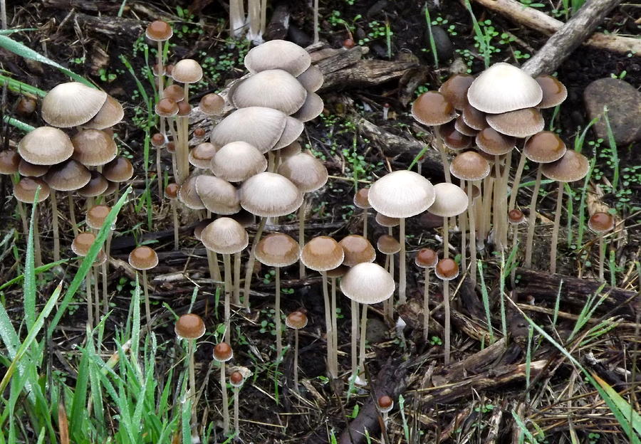 Mushroom Forest Photograph by Linda Vanoudenhaegen