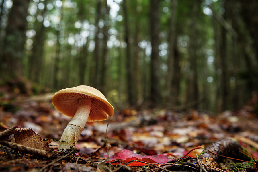 Mushroom Growing In Forest Photograph by Laszlo Podor