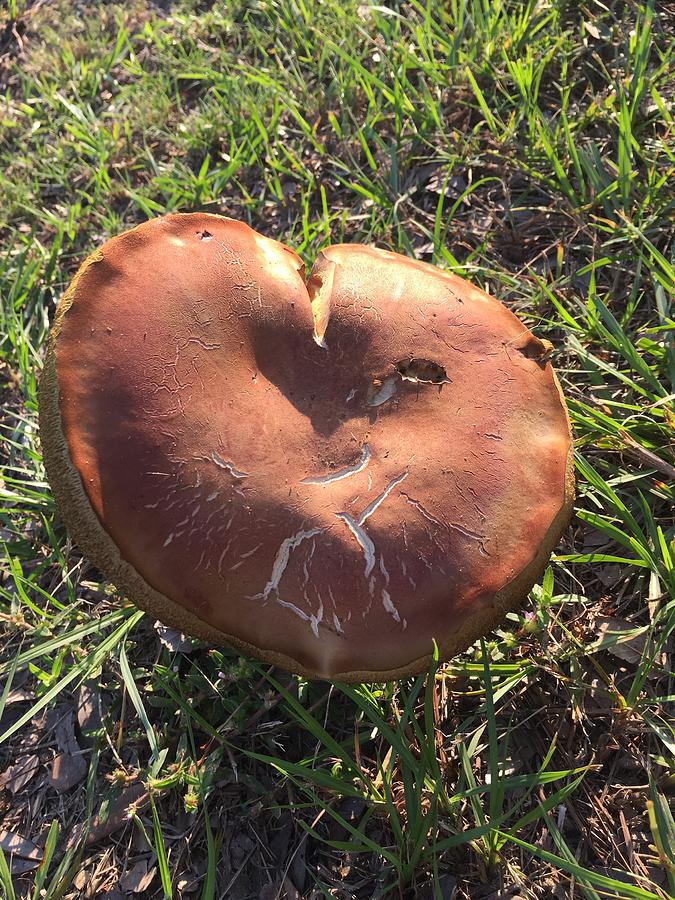 Mushroom Heart Photograph by Matthew Seufer