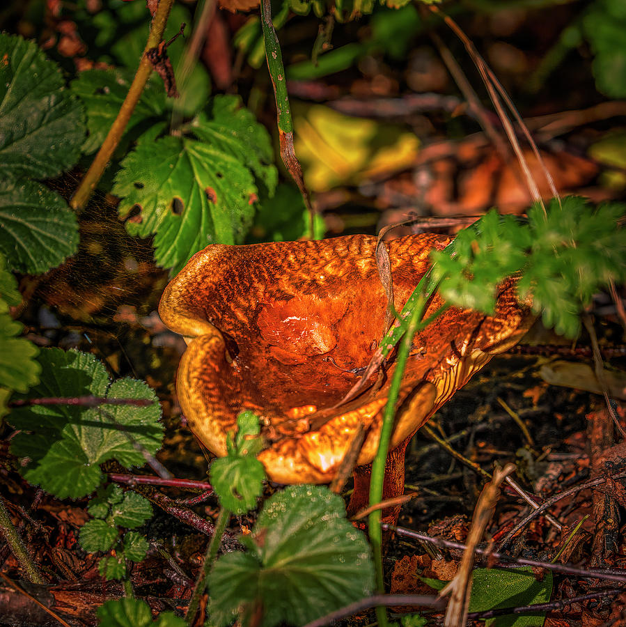 Mushroom #i0 Photograph by Leif Sohlman