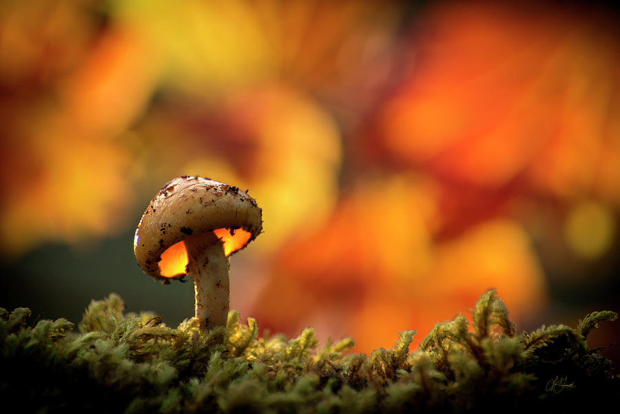 Mushroom in Fall Gold Photograph by Lori Grimmett