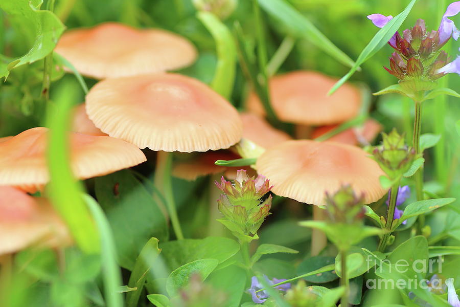 Mushroom in grass Photograph by Gregory DUBUS