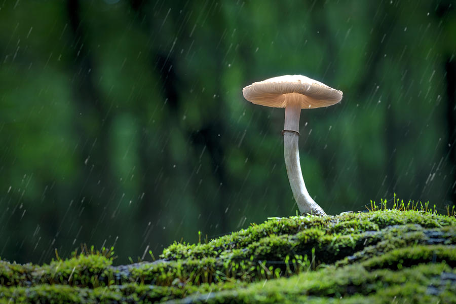 Mushroom In The Rain Pyrography by Jim Greipp - Fine Art America