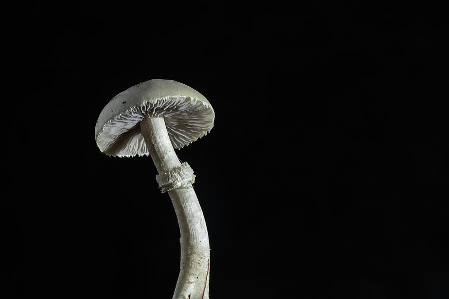 Mushroom Photograph by Jason Champaigne - Fine Art America