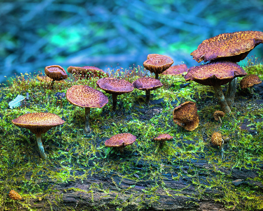 Mushroom Landscape 1 Photograph by Scott Meyer