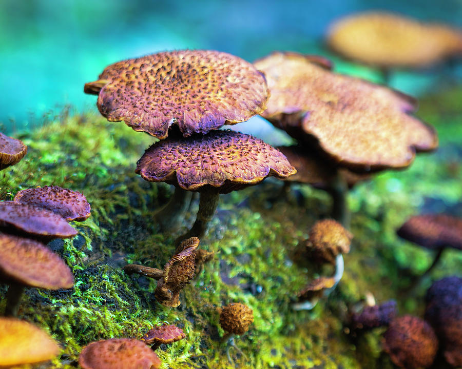 Mushroom Landscape 2 Photograph by Scott Meyer