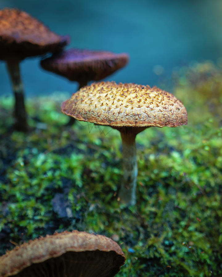 Mushroom Landscape 3 Photograph by Scott Meyer