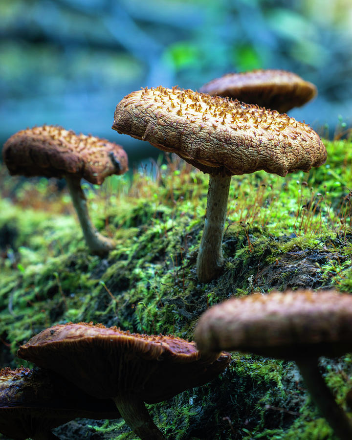 Mushroom Landscape 4 Photograph by Scott Meyer