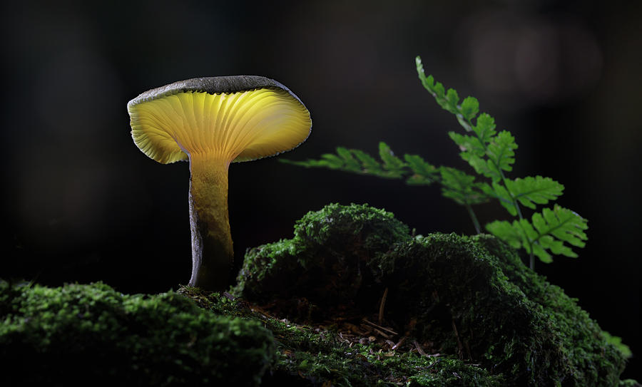 Mushroom lantern - fairy tale light painting Photograph by Dirk Ercken