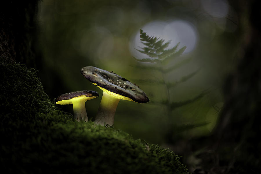 Mushroom Lanterns Glowing In The Autumn Forest Photograph by Dirk Ercken
