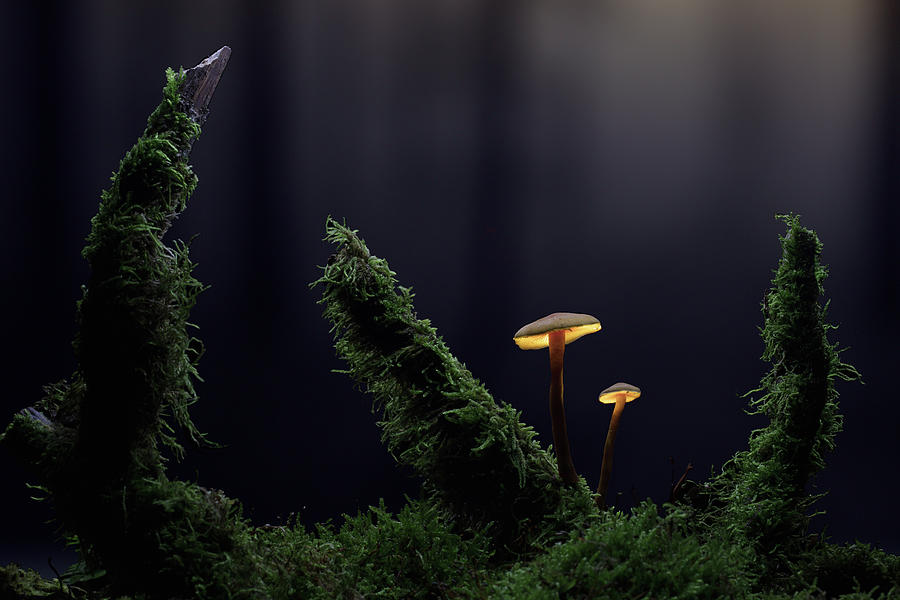 Mushroom lanterns glowing in the dark Photograph by Dirk Ercken