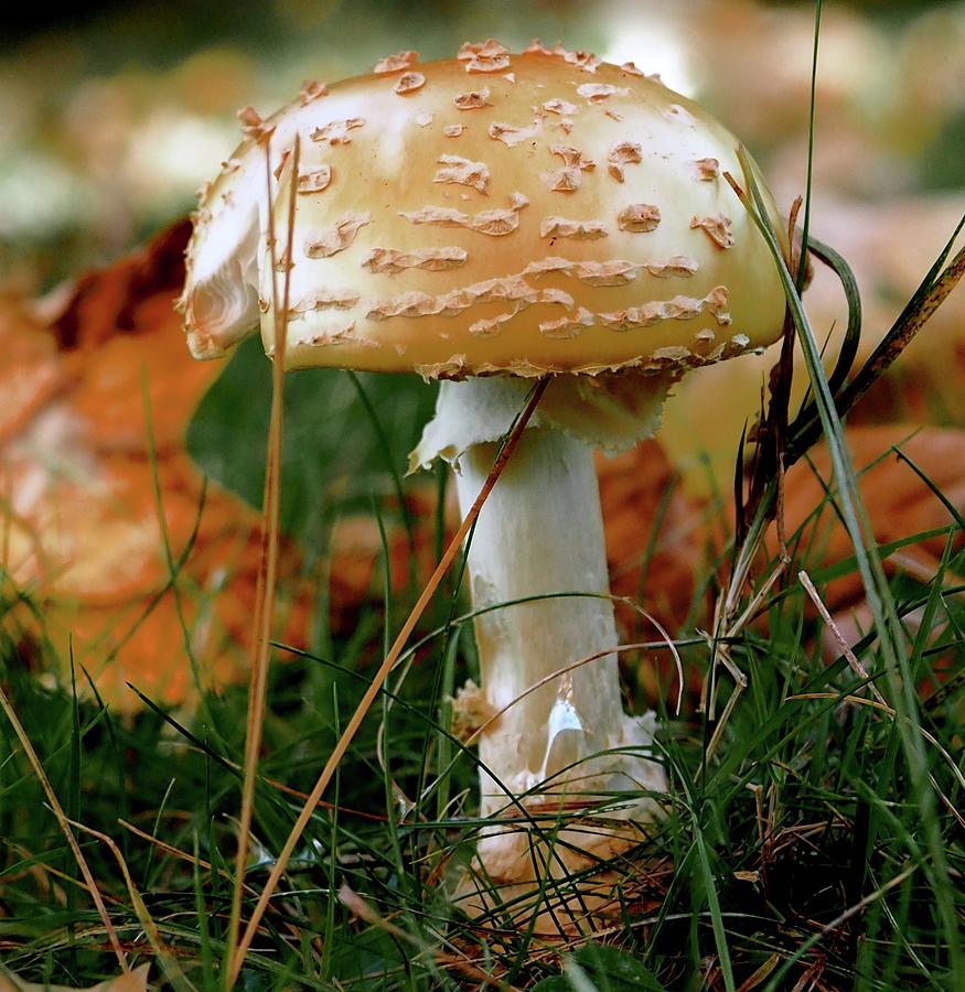 Mushroom Leaning Photograph by Alida M Haslett