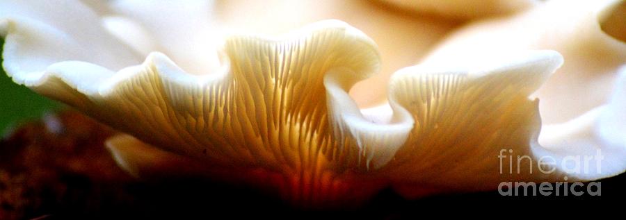 Mushroom Light Photograph by Tamara Michael