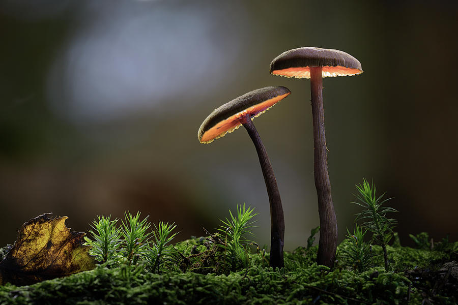 Mushroom love Photograph by Dirk Ercken