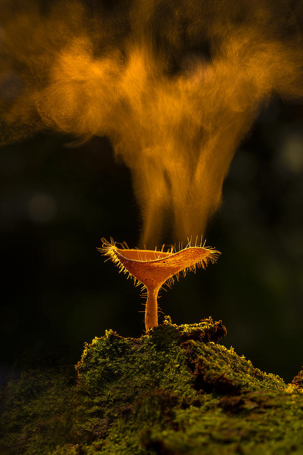 Mushroom Photograph - Mushroom Love Or Cokiena Tricholoma ? by Rubby Adhisuria