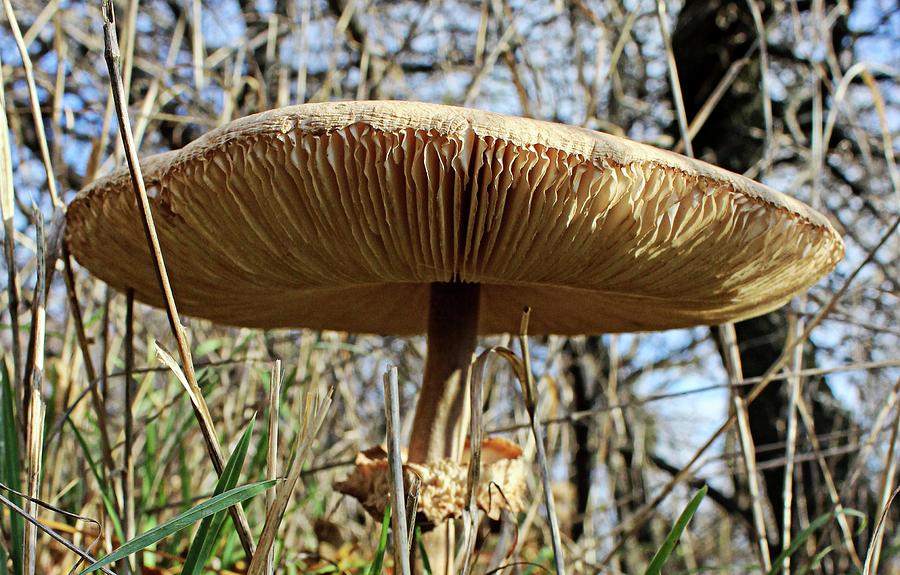 Mushroom macro Photograph by Martin Smith